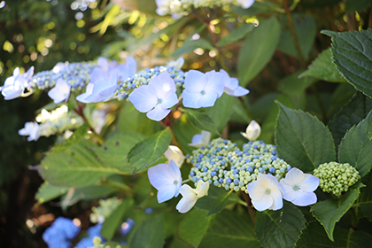 IMG_0228.png
