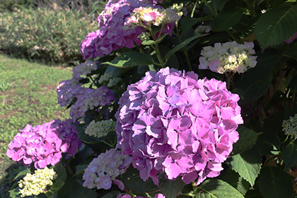 IMG_0231.png