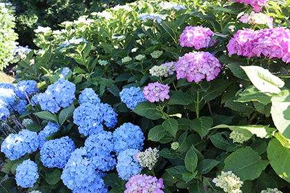 IMG_0239.png