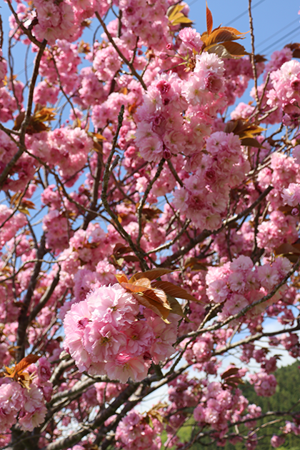 IMG_6087.png